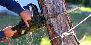 Best Tree Planting  in Rosedale, CA