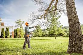 Best Palm Tree Trimming  in Rosedale, CA