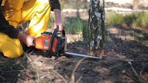 Best Tree Trimming and Pruning  in Rosedale, CA