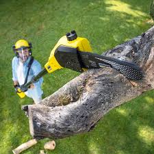 Rosedale, CA Tree Care Company