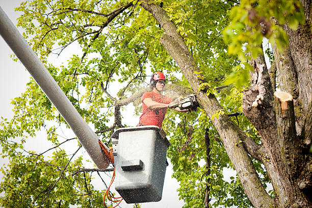 Best Leaf Removal  in Rosedale, CA