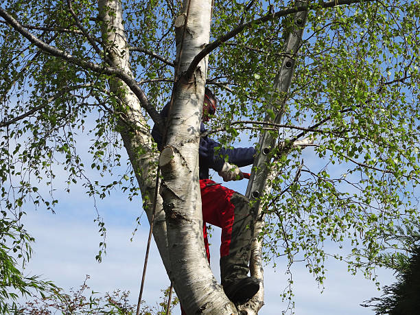  Rosedale, CA Tree Care Pros