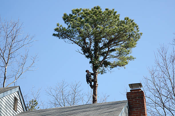 Best Commercial Tree Services  in Rosedale, CA