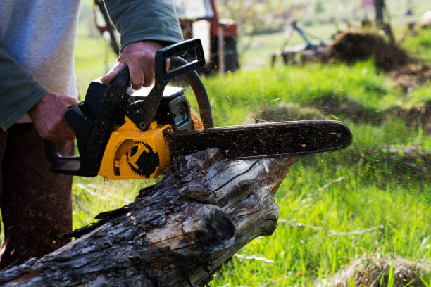 How Our Tree Care Process Works  in  Rosedale, CA