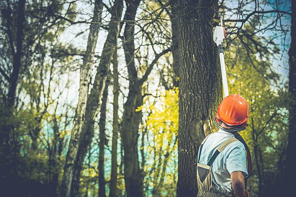 Best Tree Cabling and Bracing  in Rosedale, CA